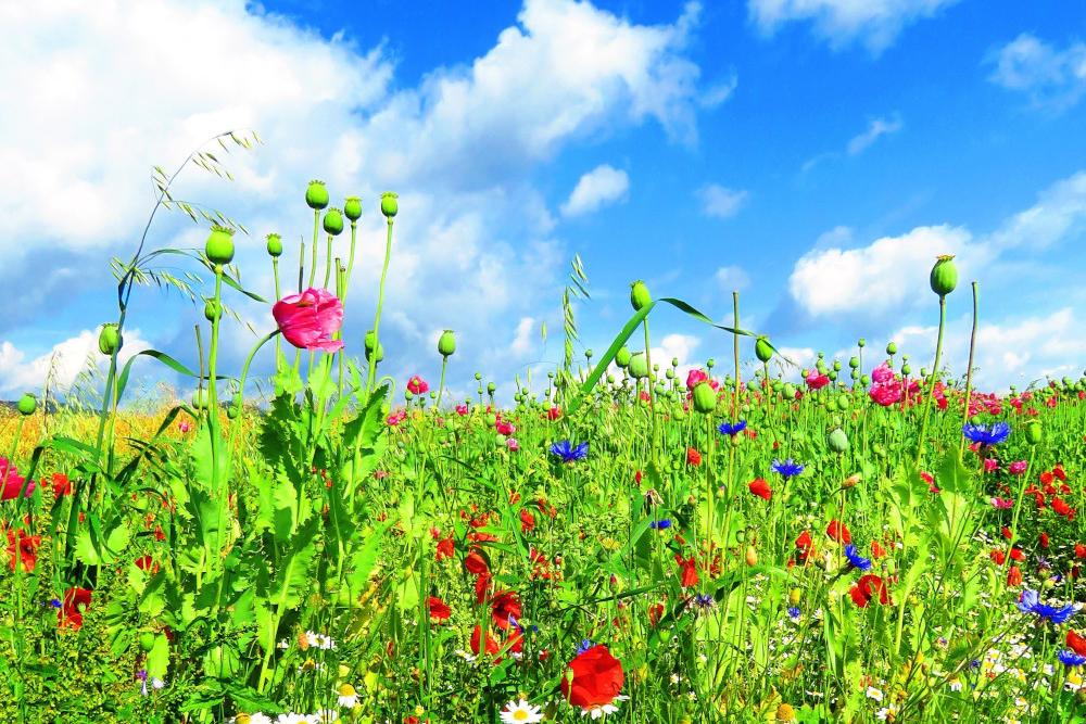 Blumenwiese