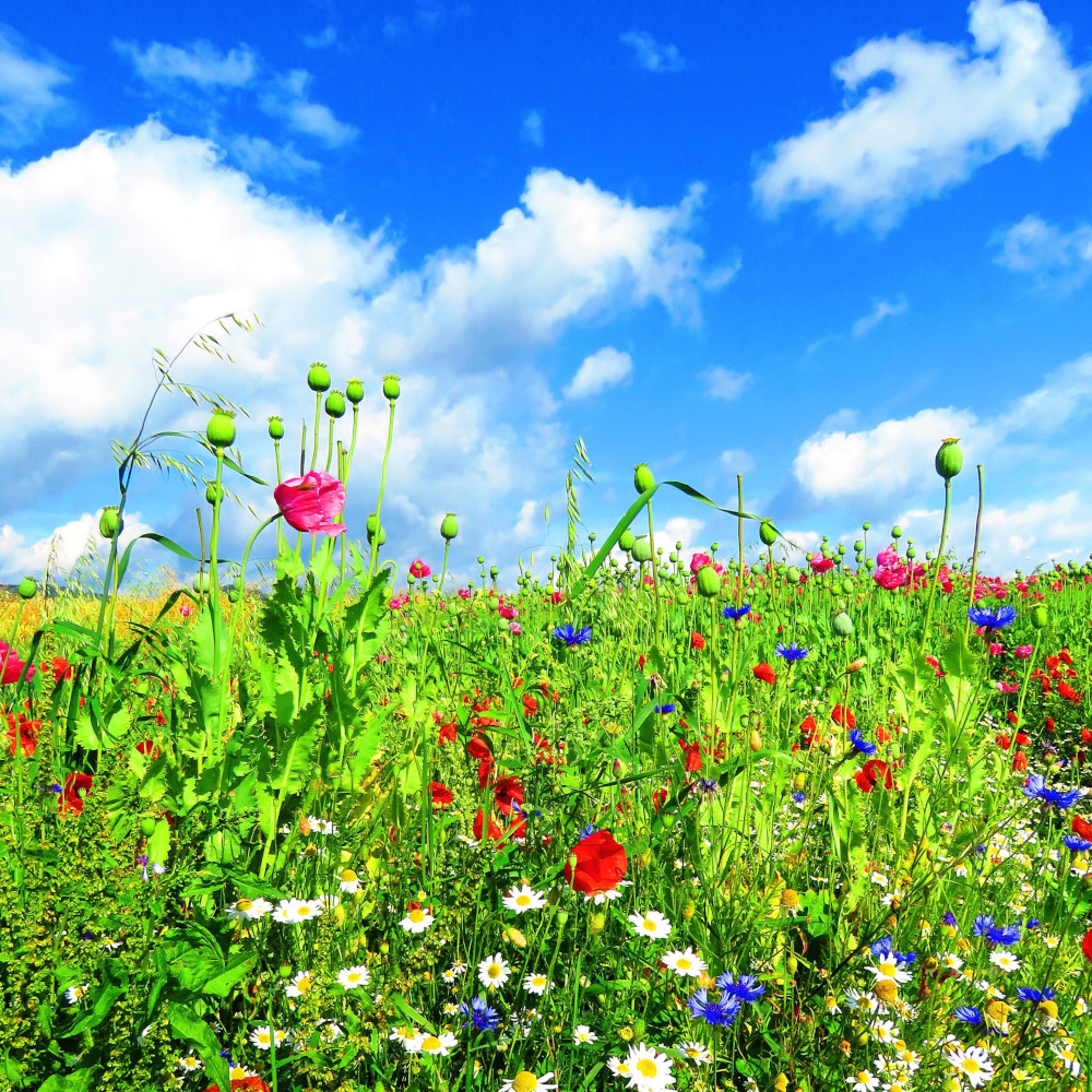 Blumenwiese