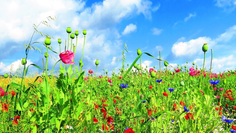 Blumenwiese
