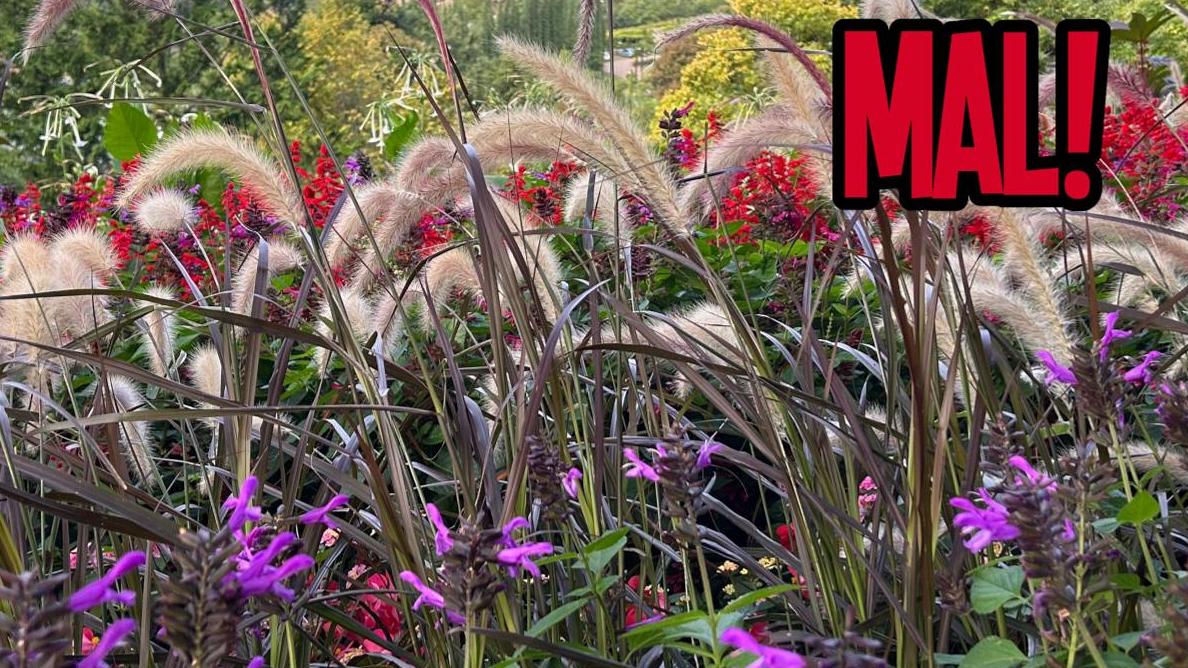 Blumenwiese im Gebirge