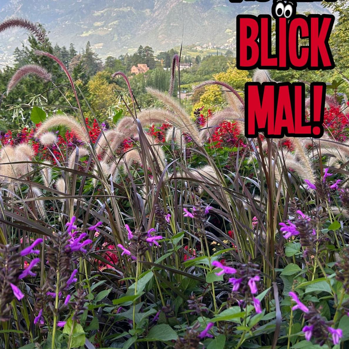 Blumenwiese im Gebirge